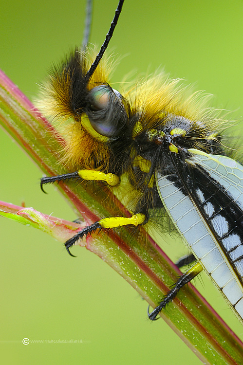 Libelloides coccajus (Denis et Schiffermuller, 1775)