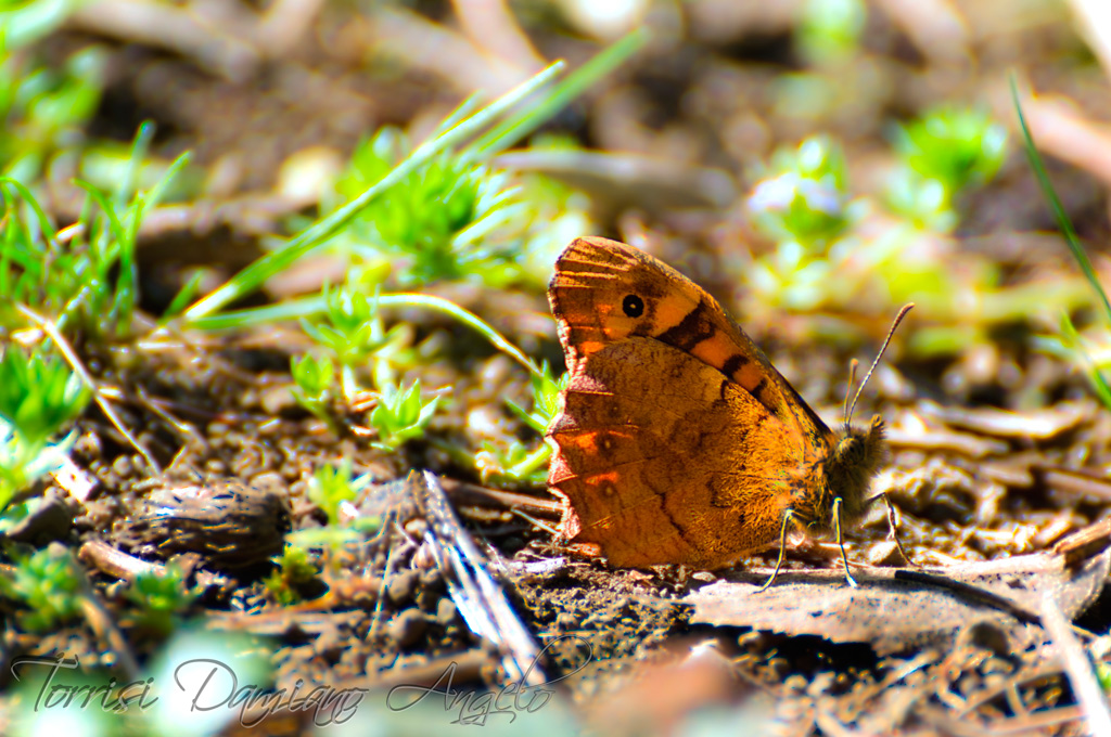 col nasino all'ins�