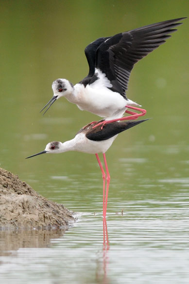 accoppiamento  dei cavalieri