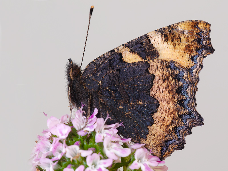 aglais urticae