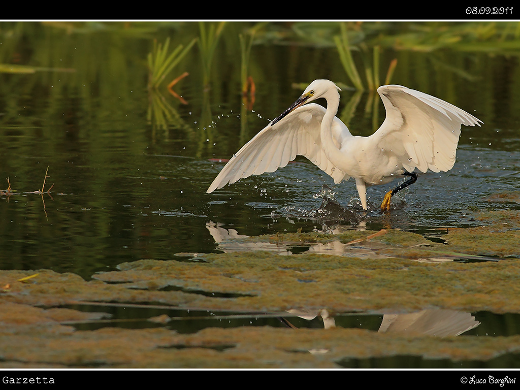 Garzetta # 2
