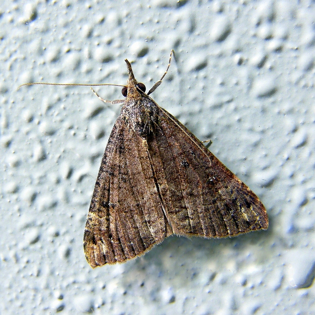 Metto fuori l'antenna..........