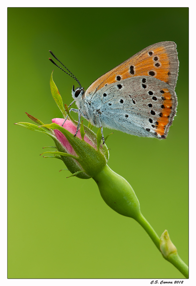 Licena di palude