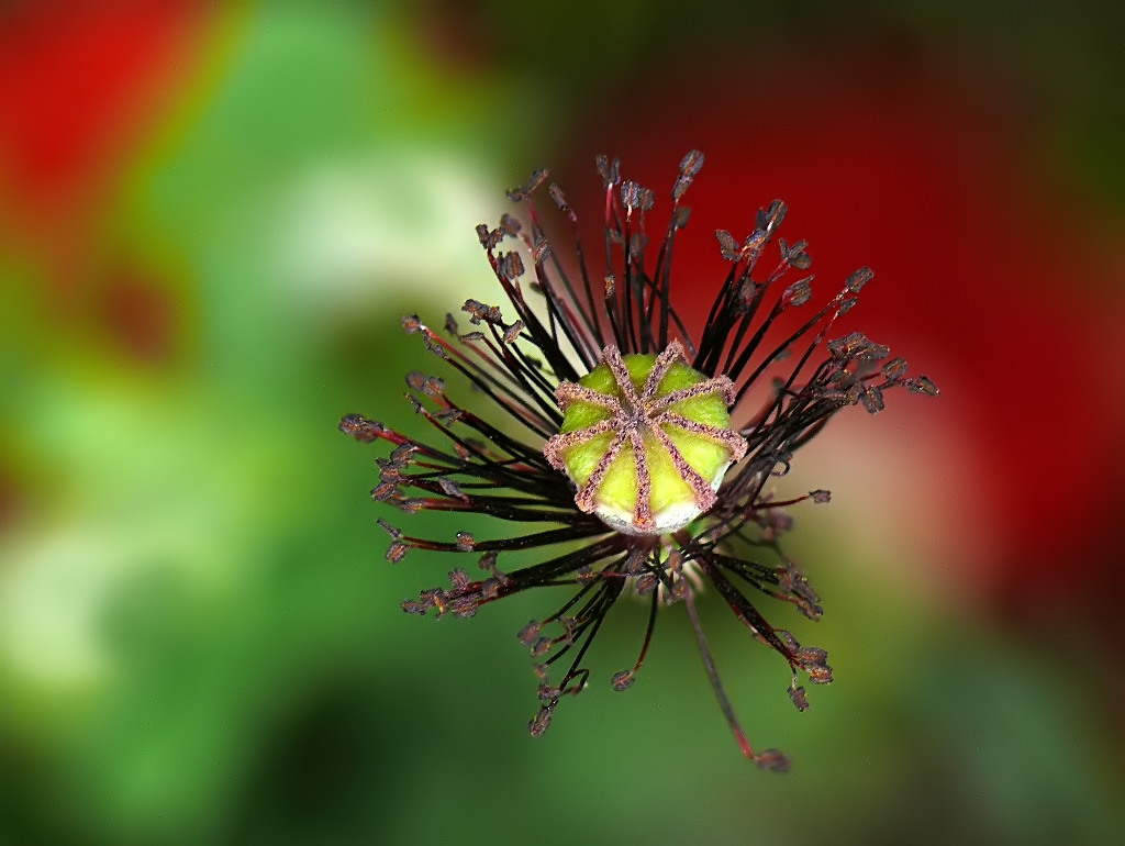 Ennagonus coloratus.....!!!!!