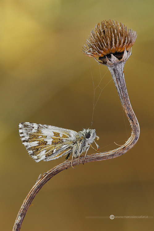 Pyrgus malvoides (Elwes & Edwards, 1897)
