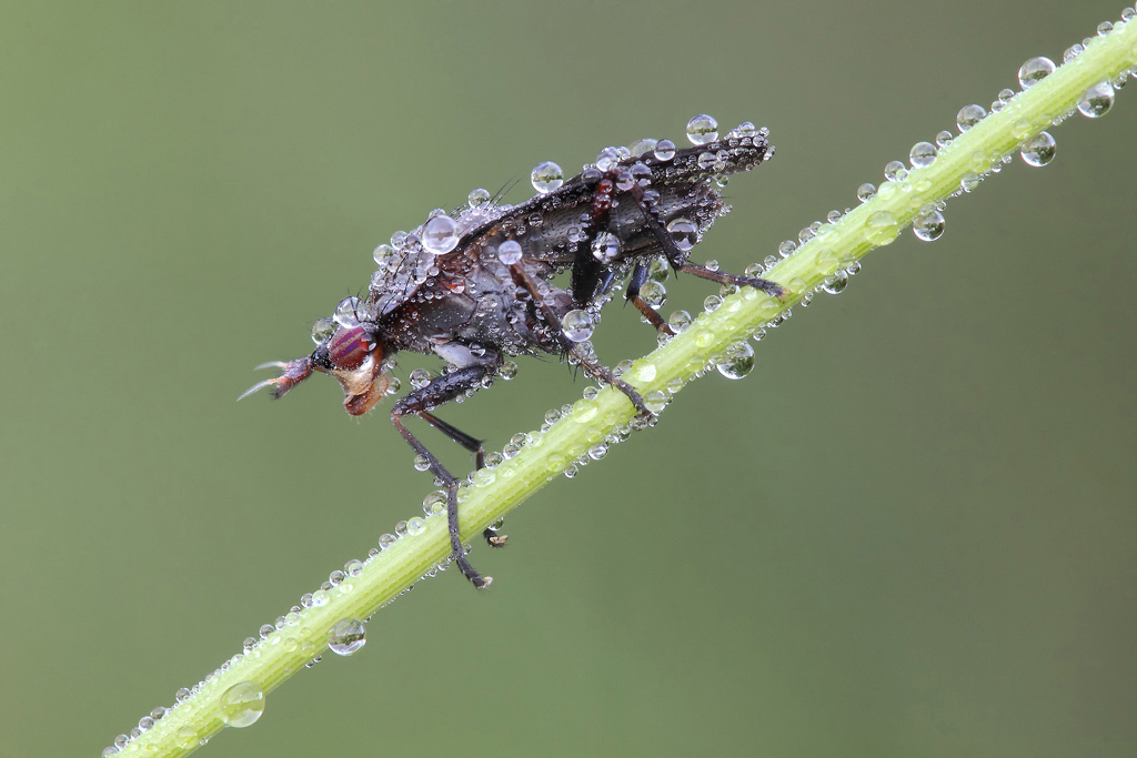 Ho Perso La Mia Biglia...!!!