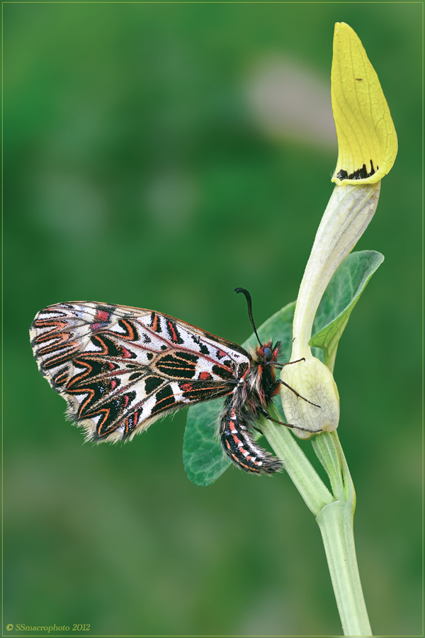 Papilionidae