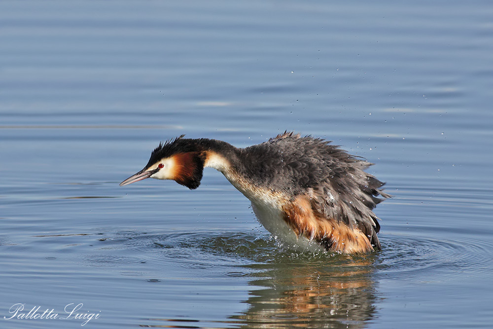 Svasso maggiore (Podiceps cristatus)
