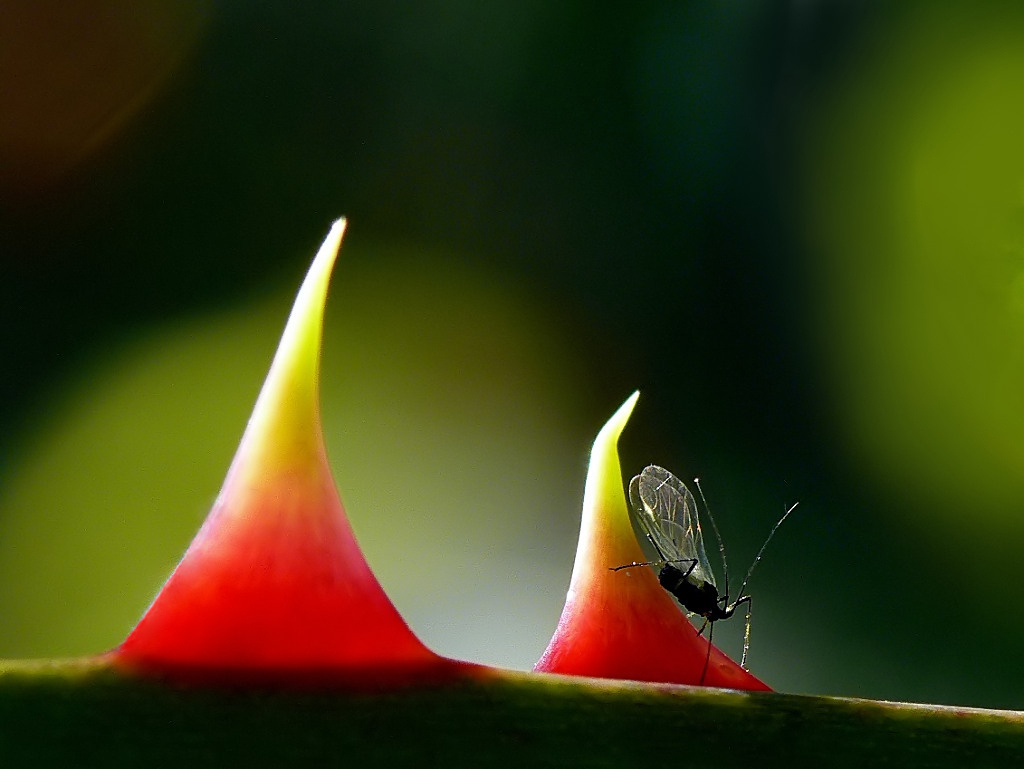 Regata & Regatante.....*****