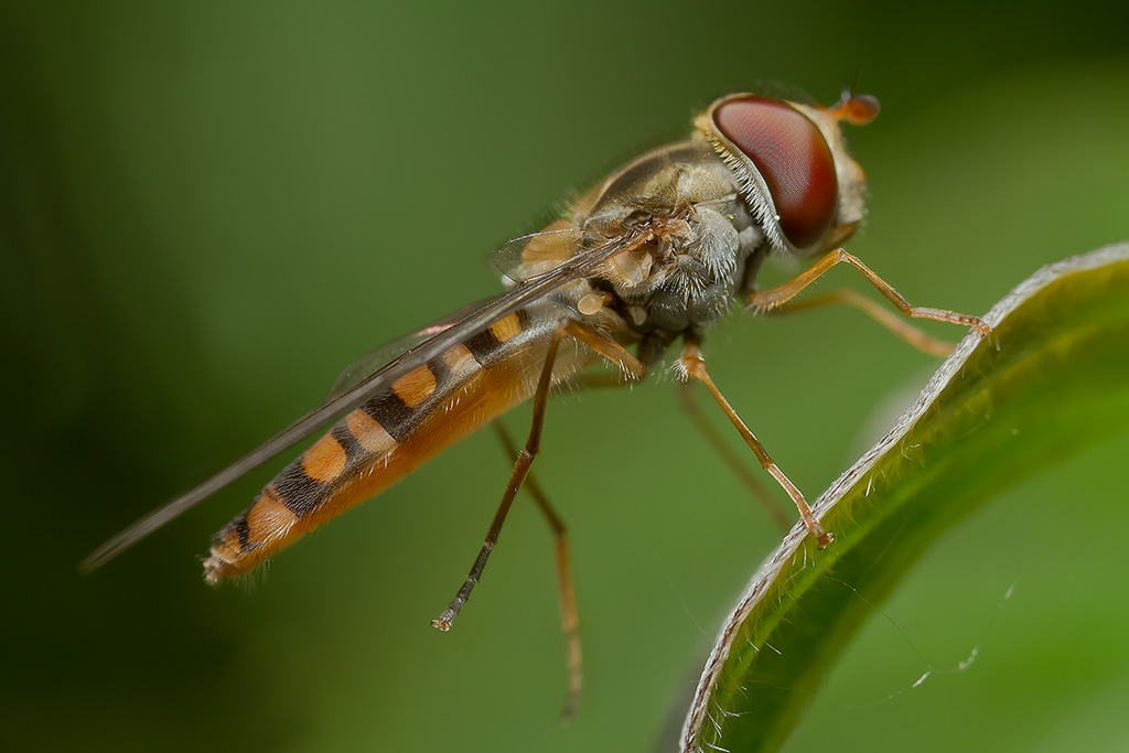 ci riprovo...  con MP65