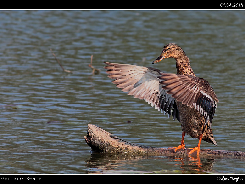 Germano Reale Femmina # 2