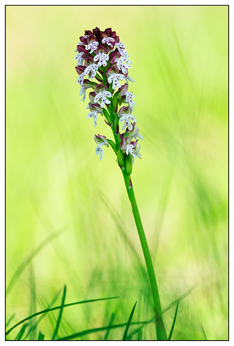 Orchis Ustulata