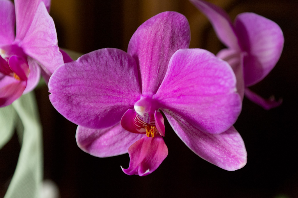 Orchidea 1