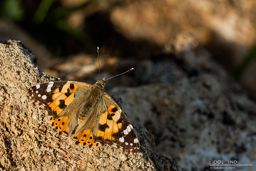 Vanessa Cardui