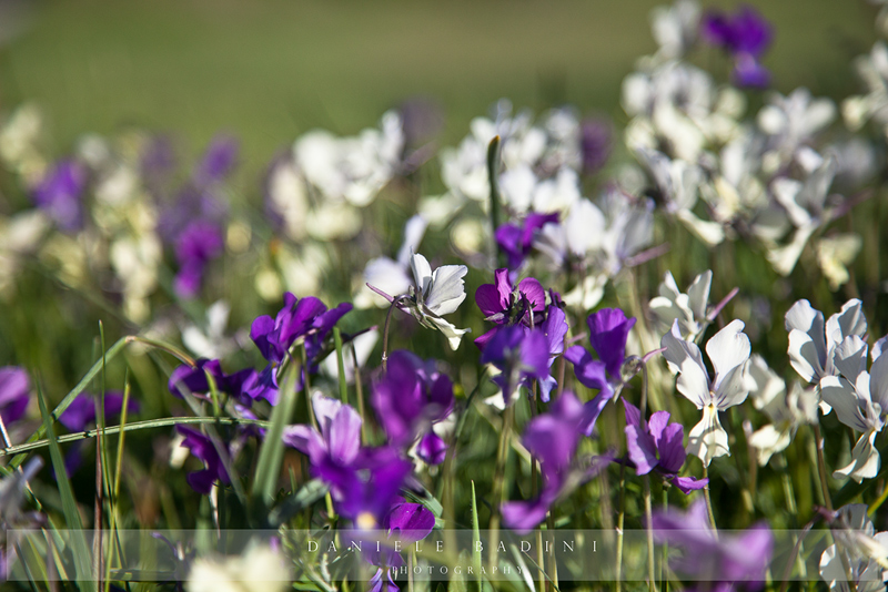 ..in mezzo alle viole...