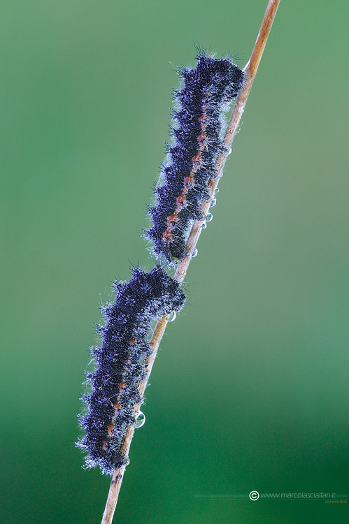 Saturnia pavoniella (Scopoli, 1763)