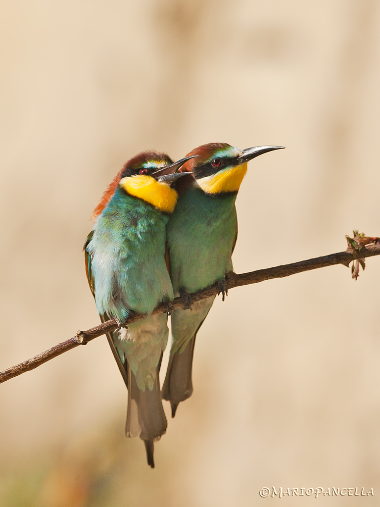 Stiamo vicini vicini