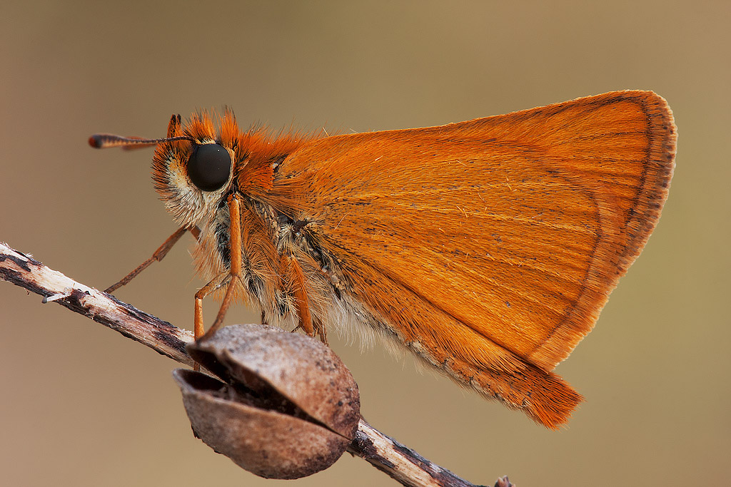 Thymelicus sylvestris