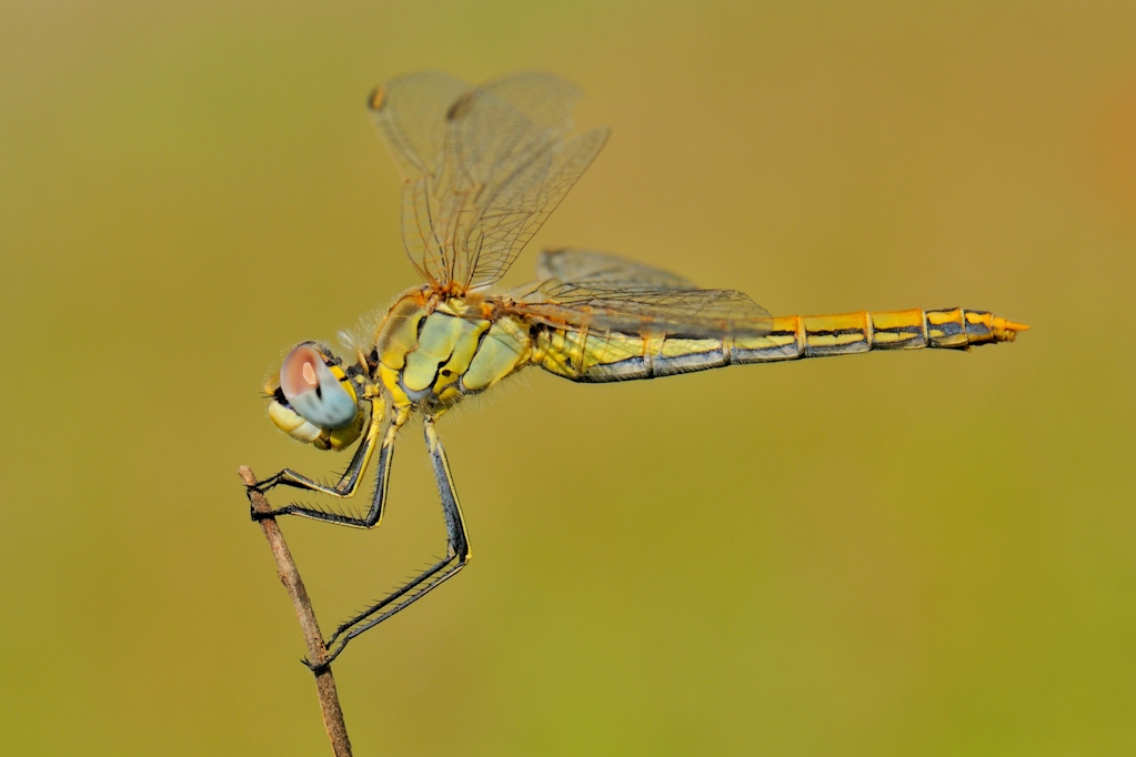 Libellula