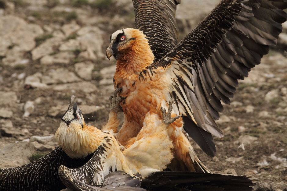 bisticcio tra gipeti