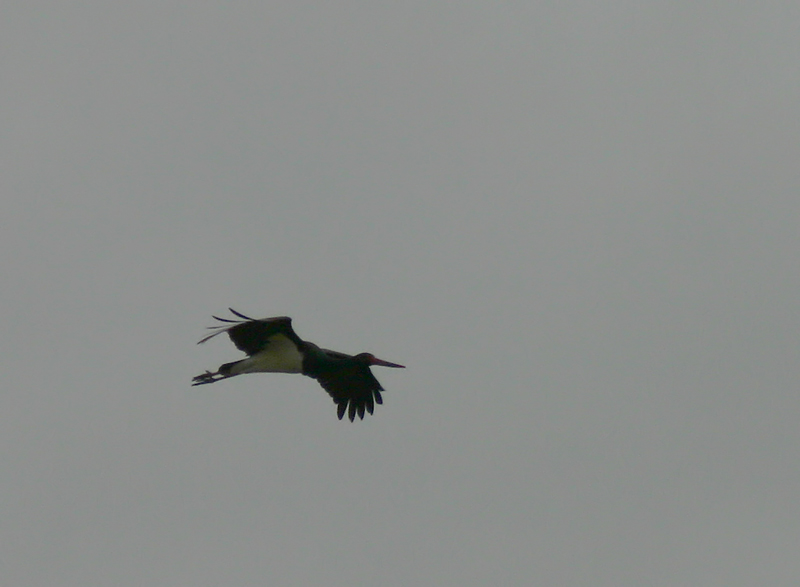 cicogna nera in volo