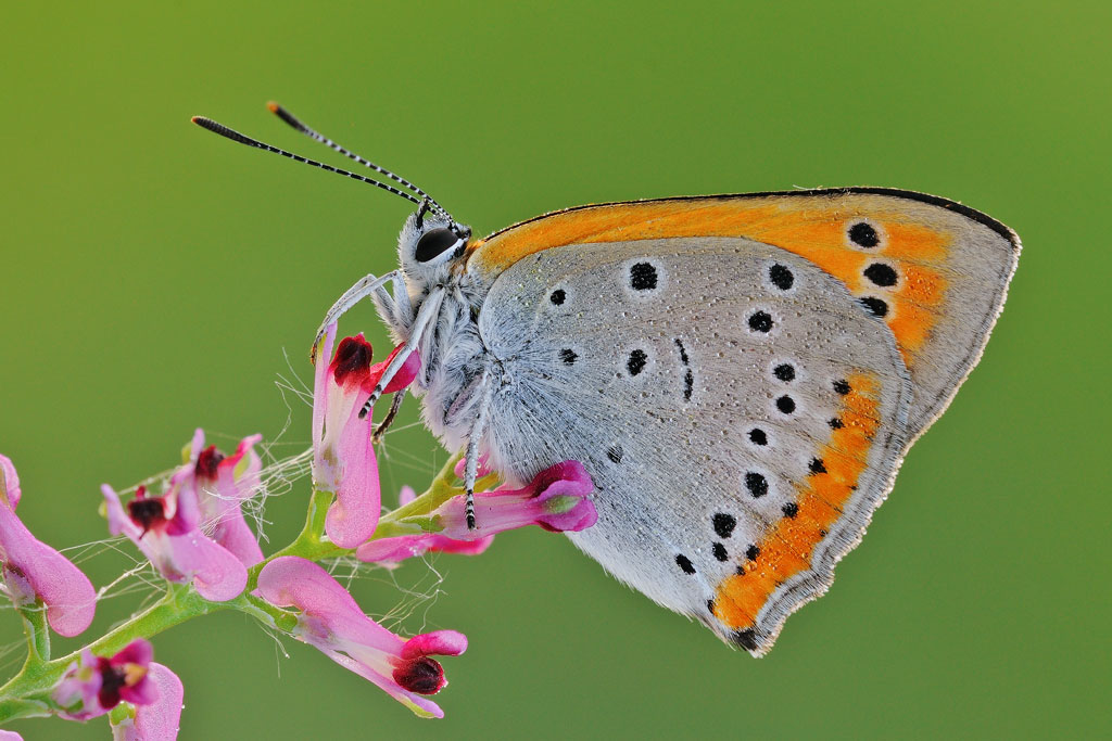 Lycaena dispar