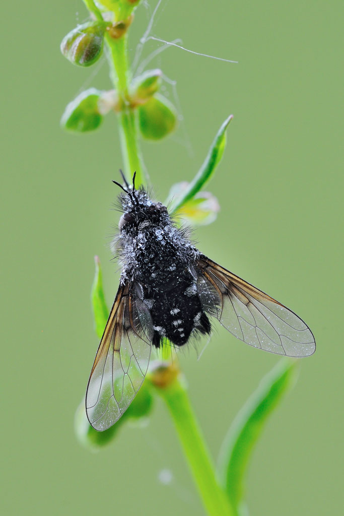 Bombylella atra