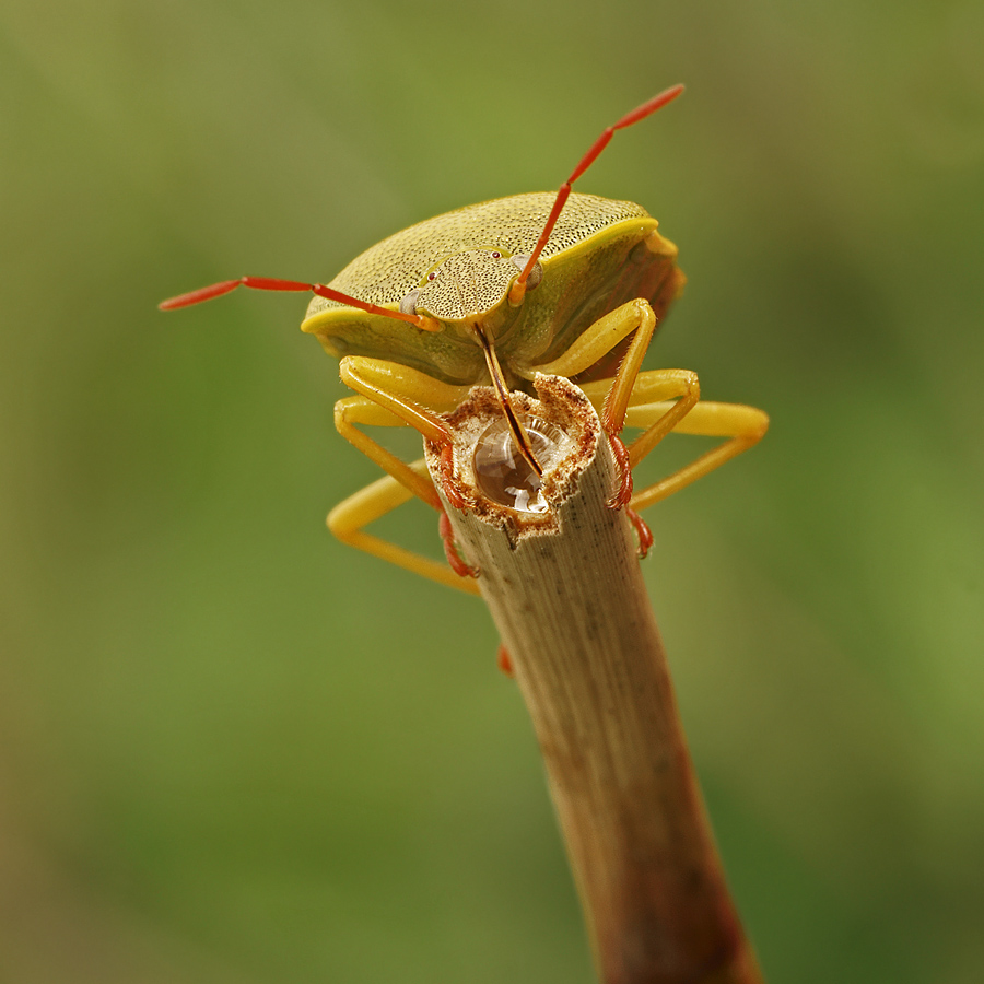 Pentatomidae..con sorpresa