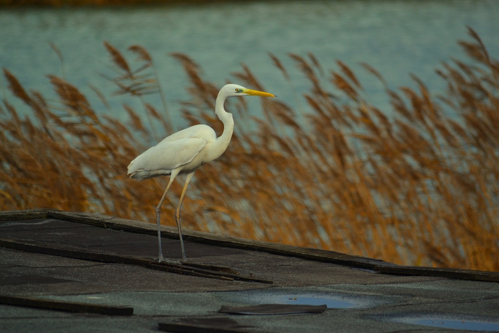 Airone Bianco Maggiore
