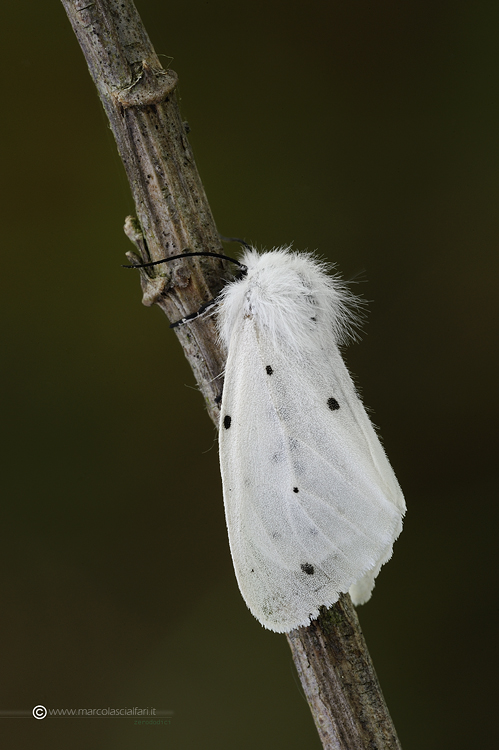 Femmina, Diaphora mendica (Clerck, 1759)
