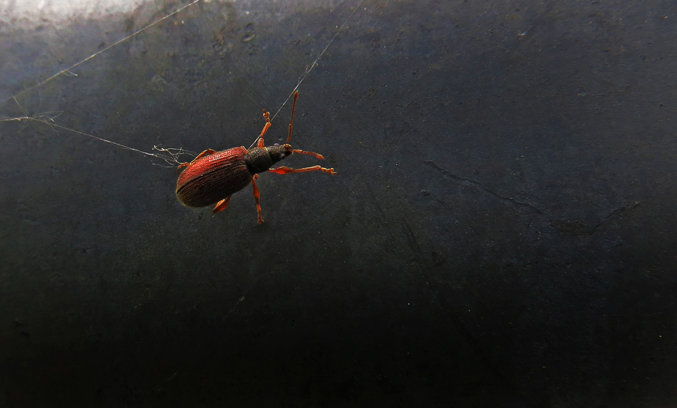 porca miseria cosa fotografi, dammi una mano! ..