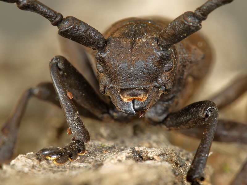 ritratto di.... herophilia tristis....