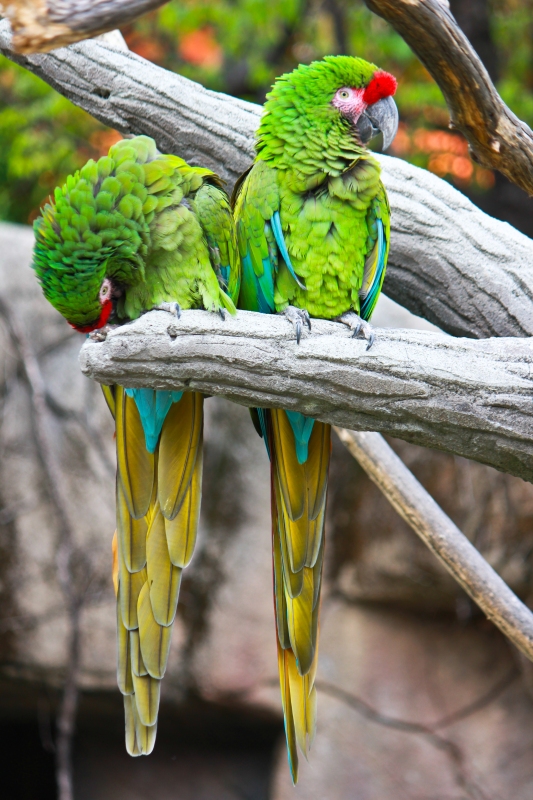 Al parco delle Cornelle