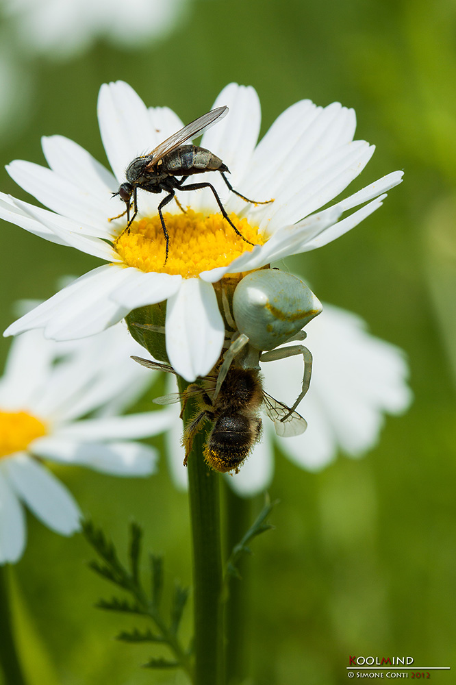Affollamento pericoloso
