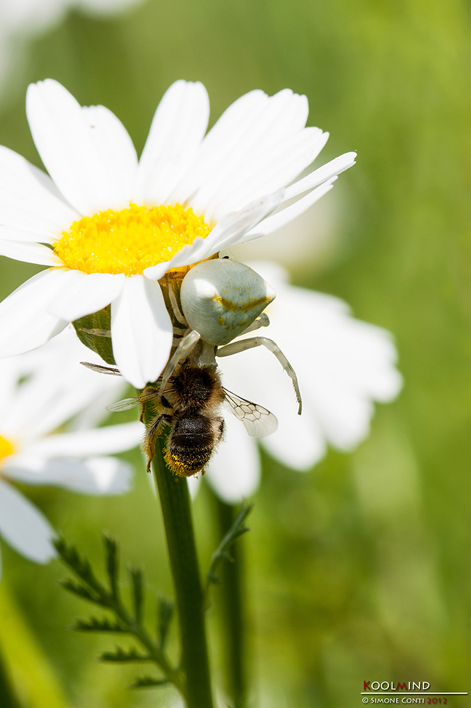 Un spuntino in santa pace