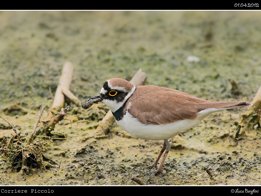 Corriere Piccolo # 1