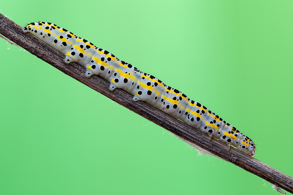 Ho! un bel Bruchetto (Pontia edusa)