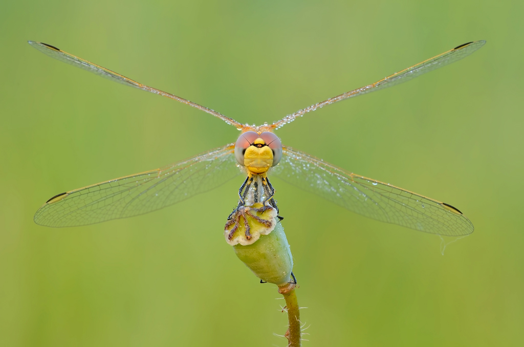 Sorriso di Sympetrum