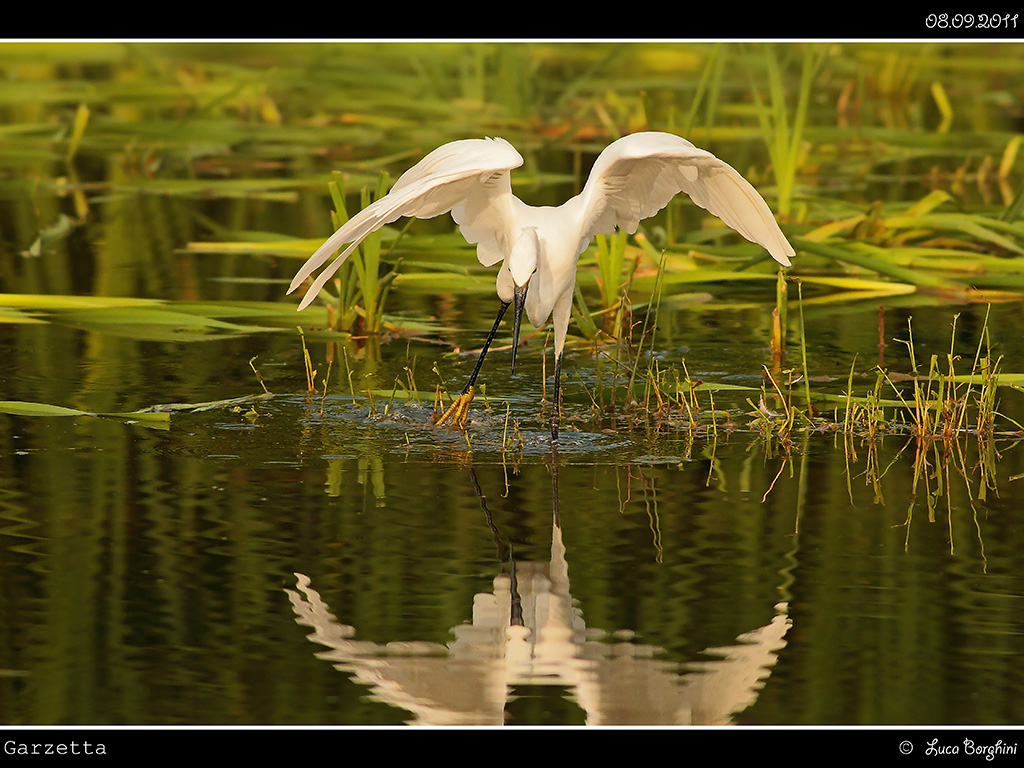 Garzetta # 4