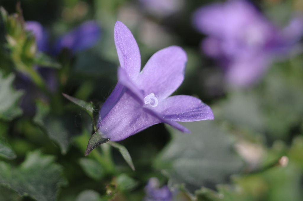 viola di mattina