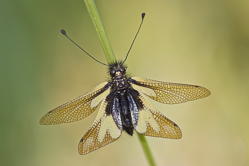 Libelloides coccajus - trama alare