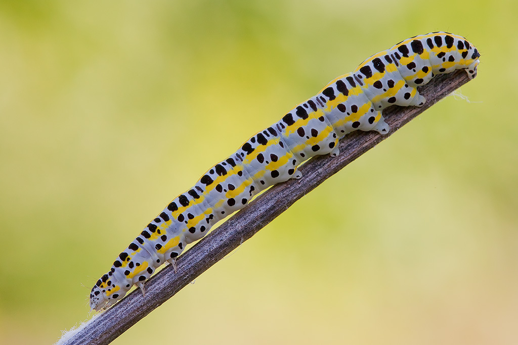 Bruchetto di Pontia edusa (BIS)