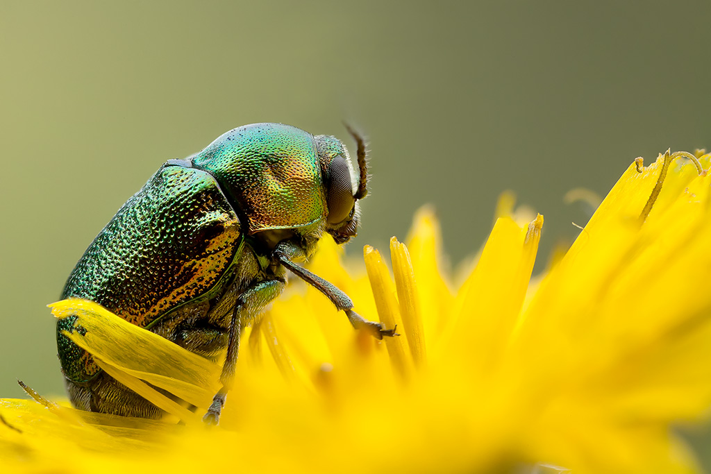 Cetonia Aurata3,5:1 (circa)