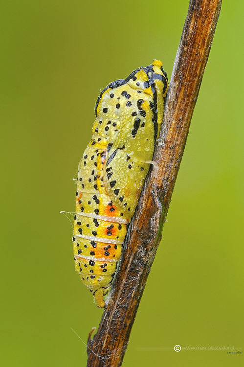 Aporia crataegi (Linnaeus, 1758)