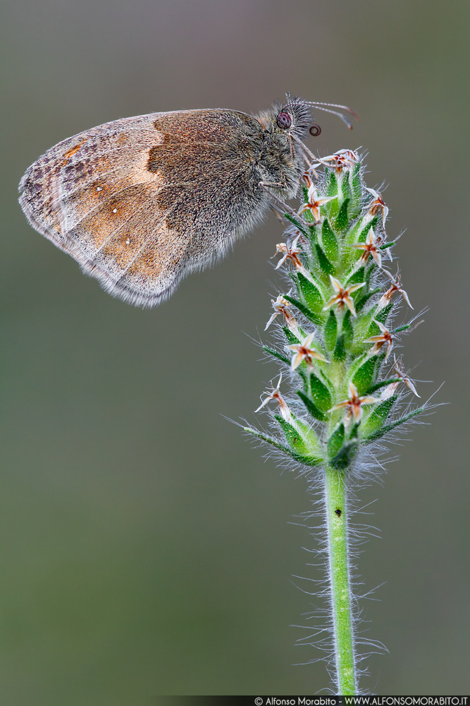 Coenonympha Pamphiulius