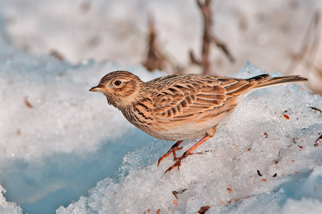 Allodola (Alauda arvensis)