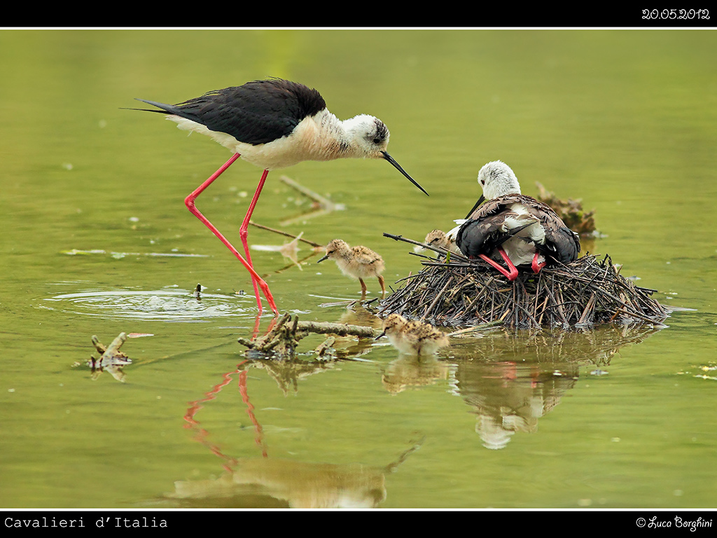 Cavaliere d'Italia # 6