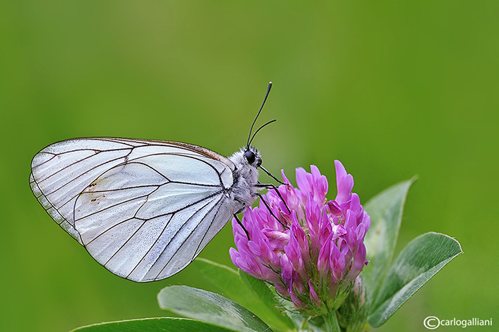 Aporia crataegi