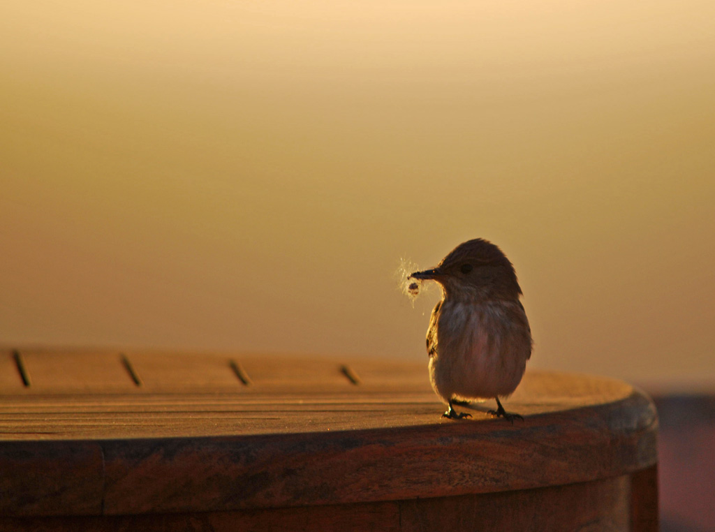 Un passerotto affaccendato...