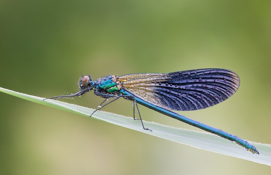 Maschio di Calopterix